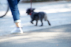 walking with the dog