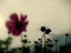 めぐりあいすれちがい