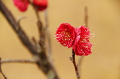 令和の紅梅