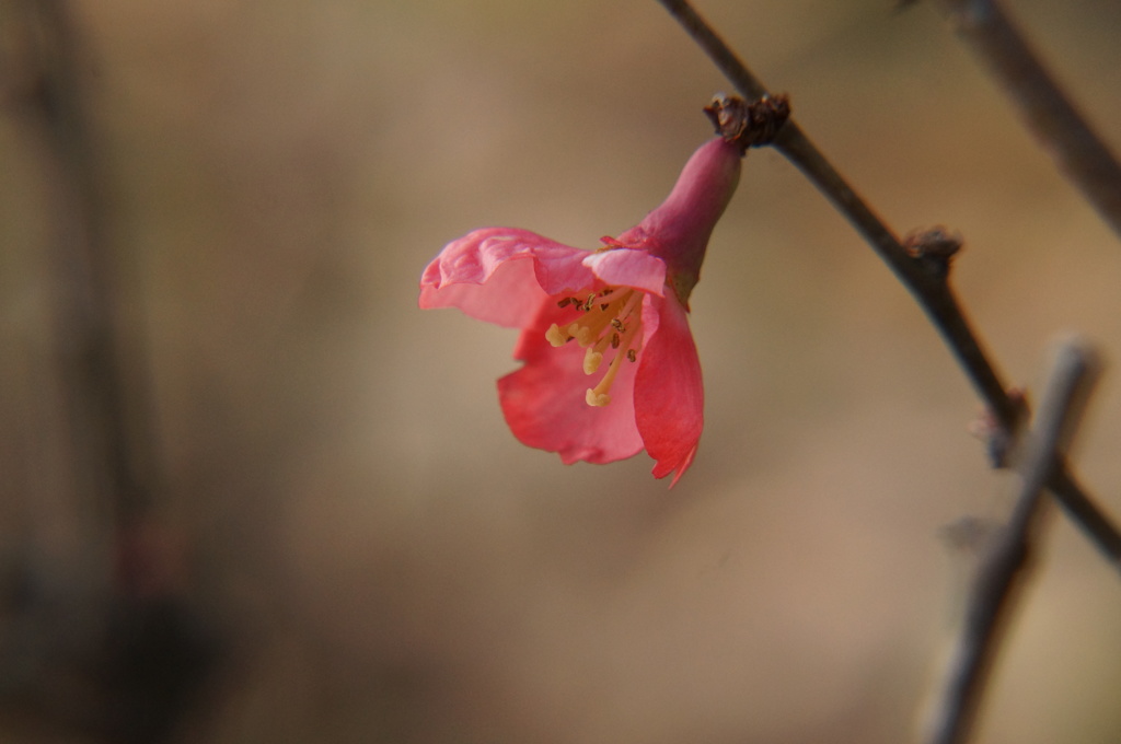 何の花と聞かれて