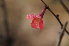 何の花と聞かれて