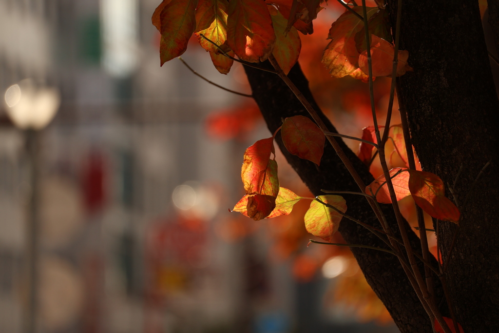 紅葉の街の始まり