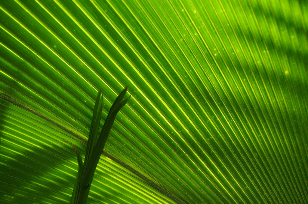 Shade of Green