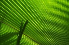 Shade of Green