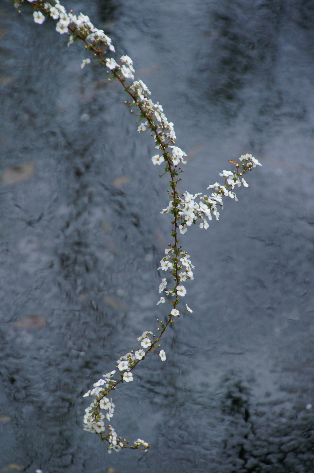 水辺の花飾り