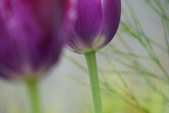 violetな気分