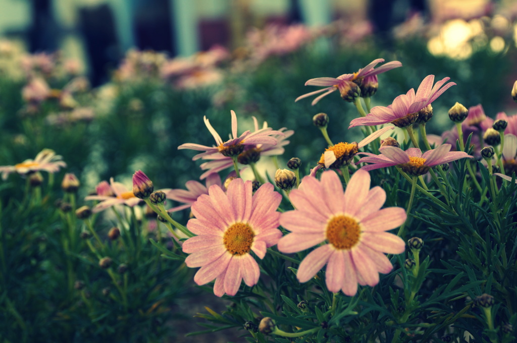 She Loves Me...,She Loves Me Not...