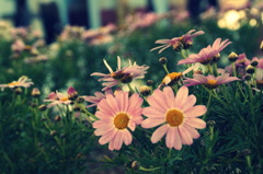 She Loves Me...,She Loves Me Not...