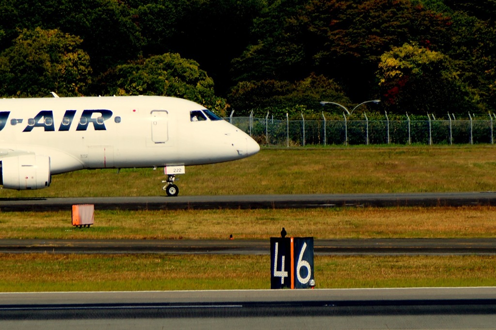 カラスのお見送り