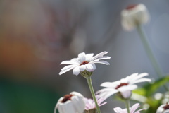 花びらの白い色は