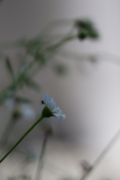 短い梅雨の名残り