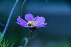 冬なのに秋桜