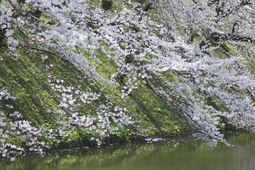 桜の飛沫