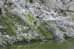 桜の飛沫