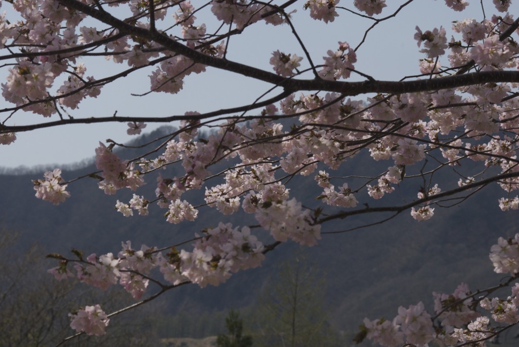 光る桜花