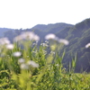 山を想う