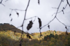 日差し浴び、色映える