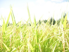 黄金