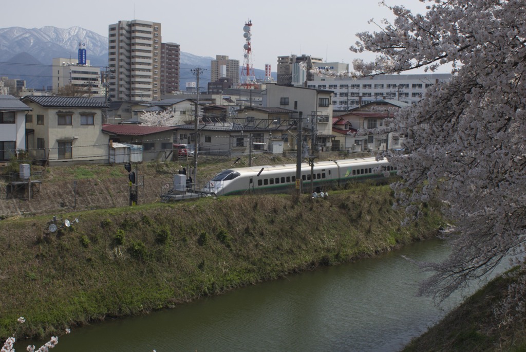 新幹線と桜
