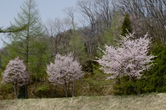 遅咲きの３本桜