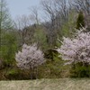 遅咲きの３本桜