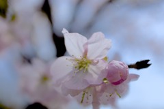 水面に落ちる桜