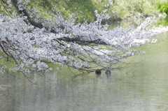 佇み