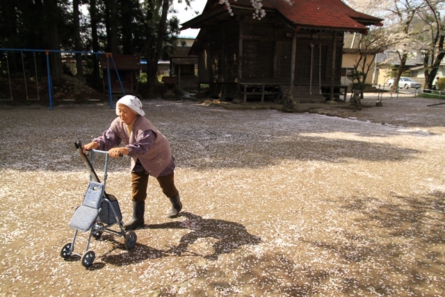 桜のじゅうたん