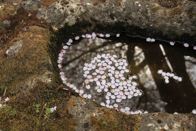 散った後のお楽しみ