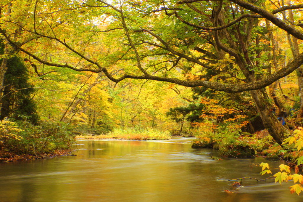 紅葉の奥入瀬渓流