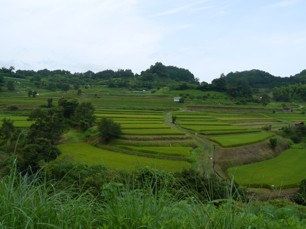 明日香村ののどかな田園風景