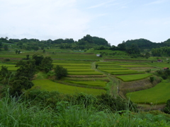 明日香村ののどかな田園風景