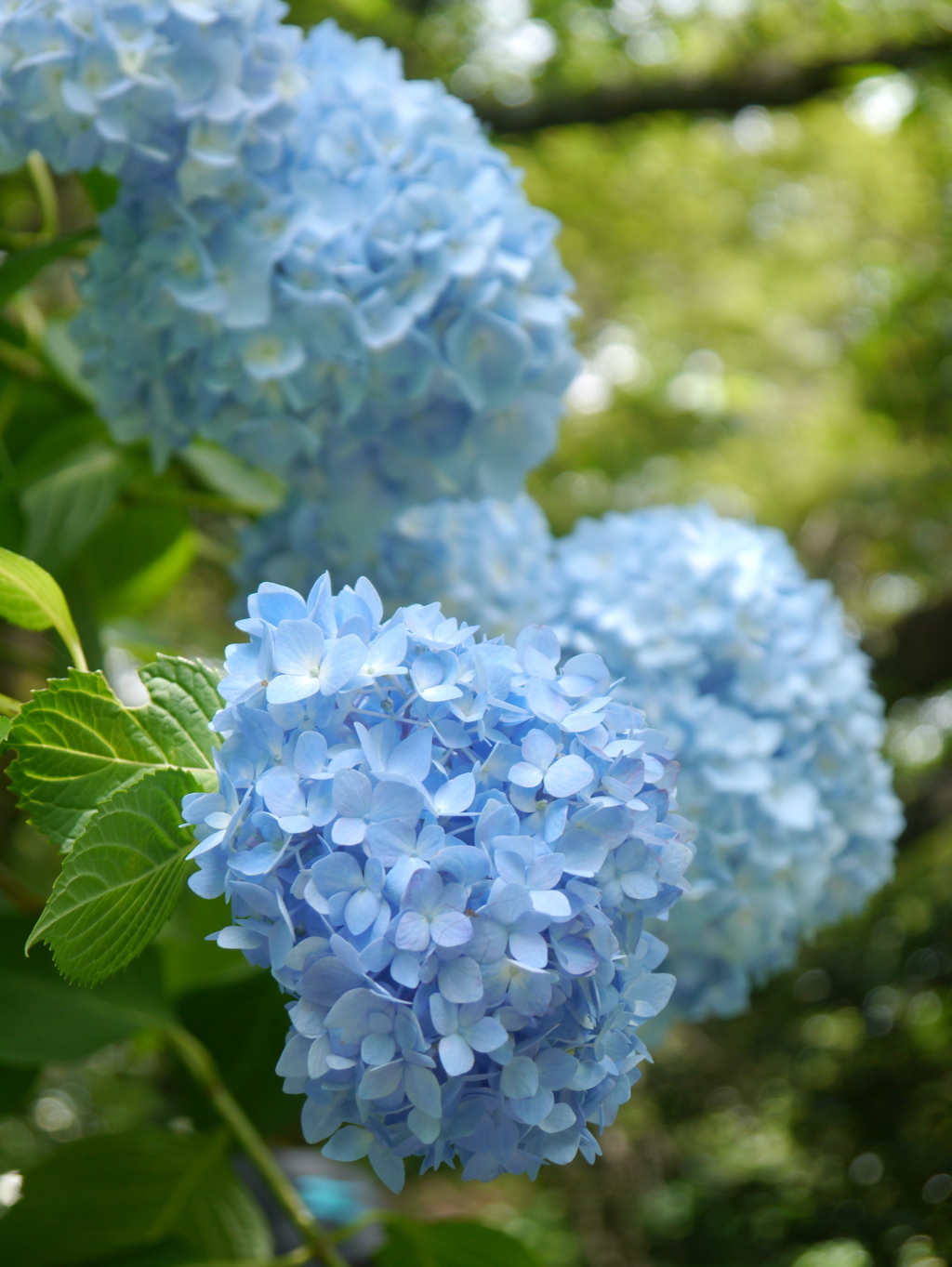 矢田寺あじさい1