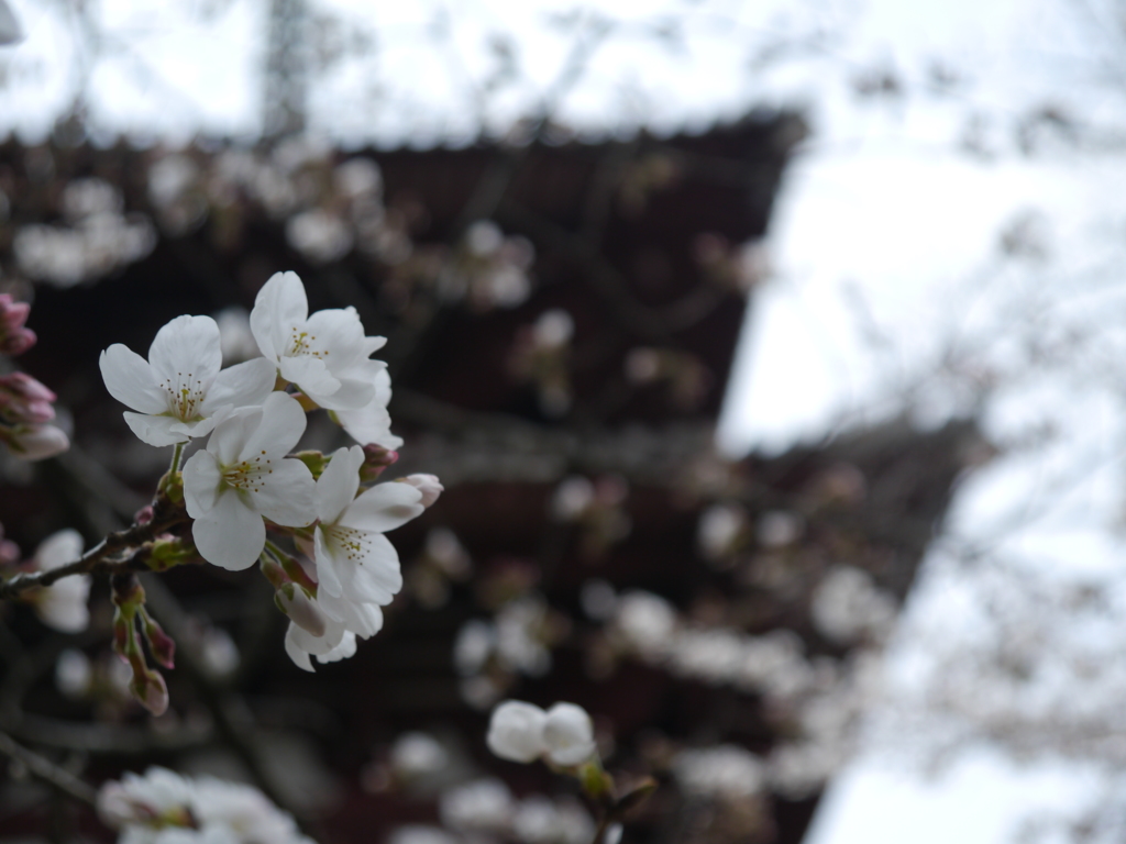 法輪寺・三重塔をバックにサクラ咲く