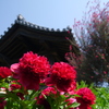 石光寺のしゃくやく