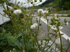 雑草根性