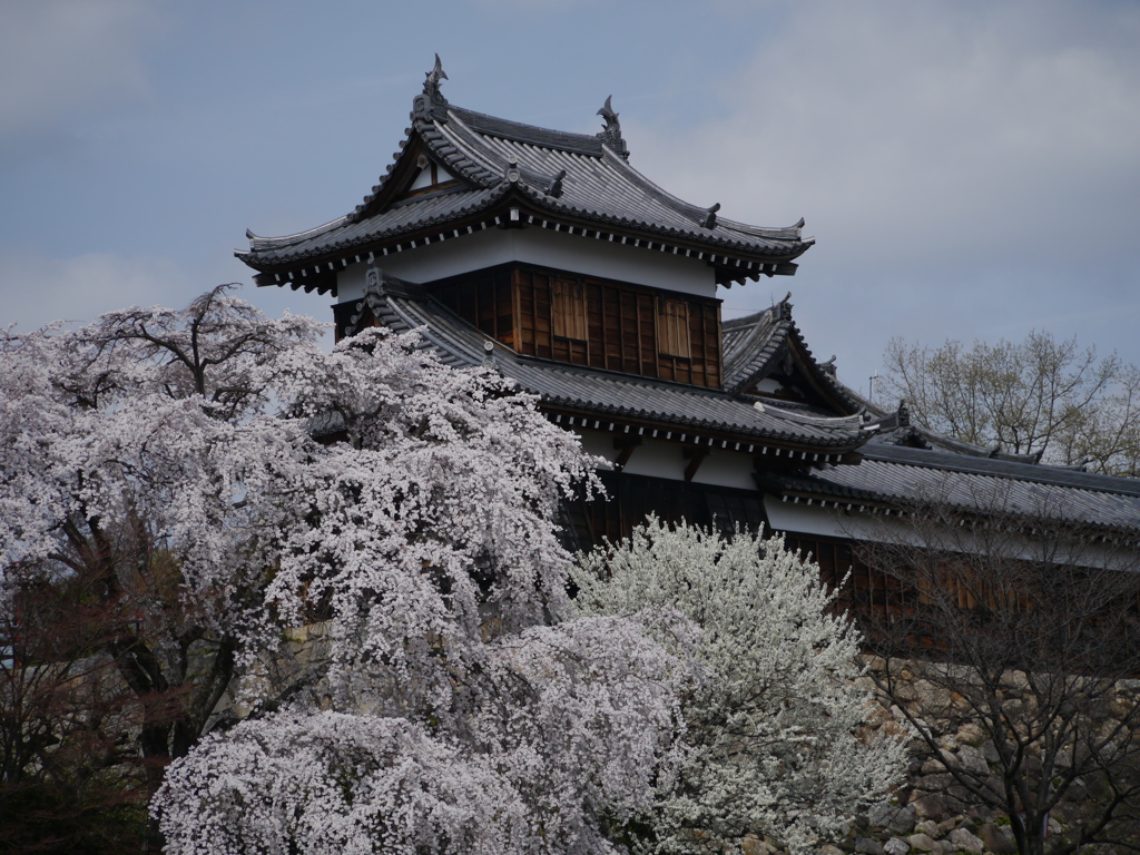 郡山城跡とサクラ