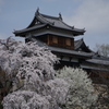 郡山城跡とサクラ