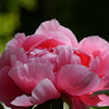 P1000851