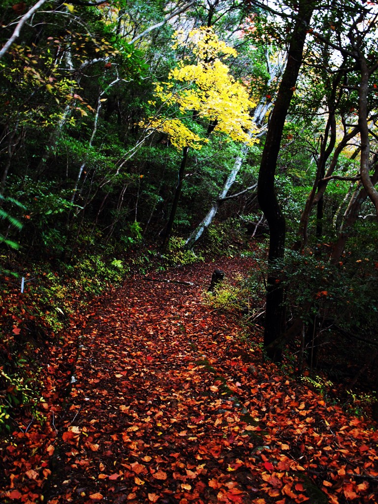 落ち葉の山道