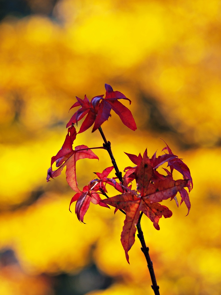 紅葉 in 黄葉