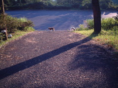 野良の日暮れ