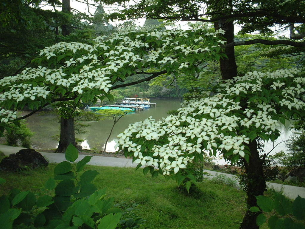 雲仙 ‐ヤマボウシの咲く頃