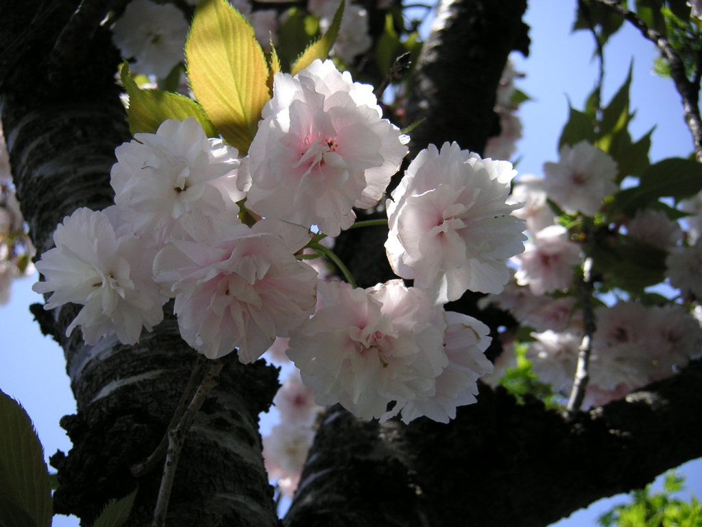 八重桜