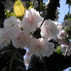 八重桜