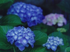 協奏曲－大村公園の紫陽花