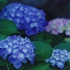 協奏曲－大村公園の紫陽花