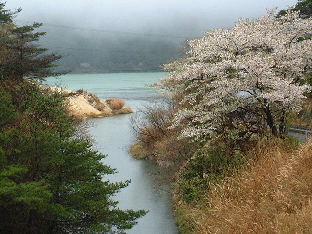 オシドリの池の春