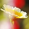 春の菊-シュンギク