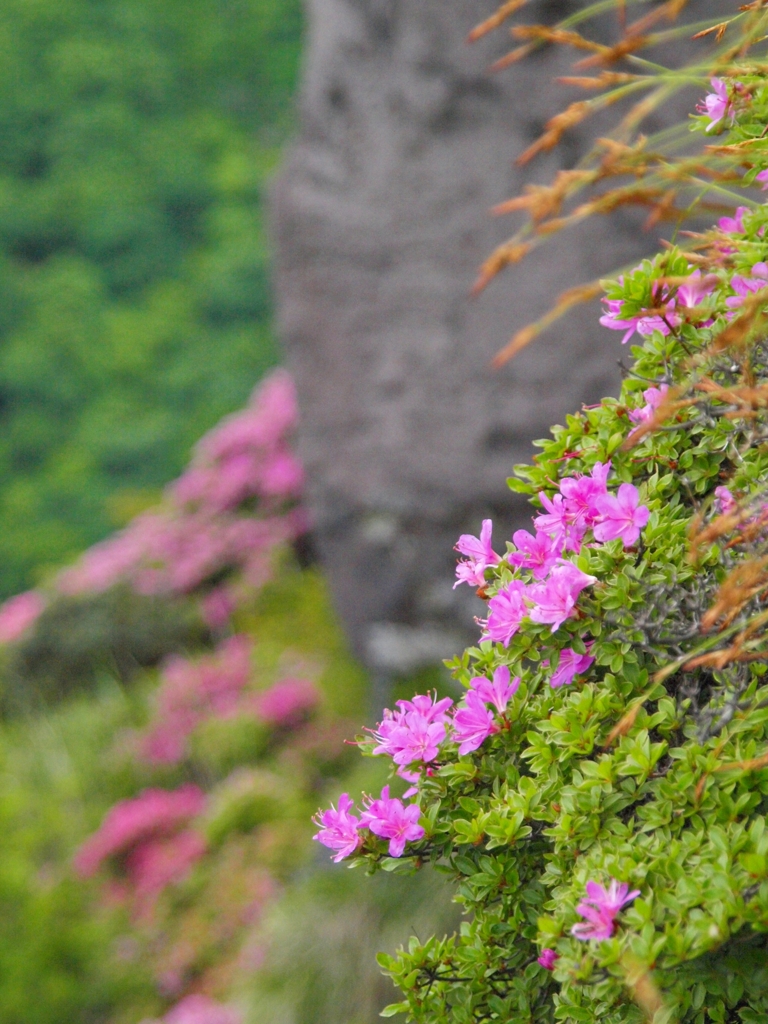 高嶺の花